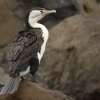 Kormoran pestry - Phalacrocorax varius - Pied Shag - karuhiruhi 6653